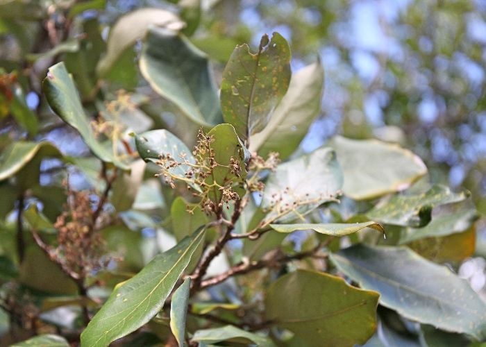 Australian Mangroves - Malvaceae